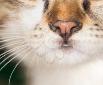 nose cat. close-up