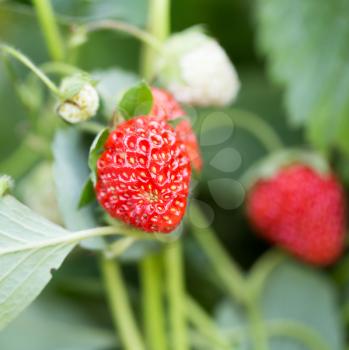 strawberry in nature. macro