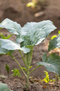 cabbage leaves in nature