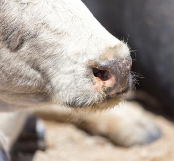 cow nose