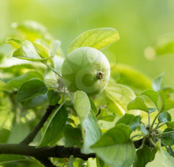 green apple on a tree branch