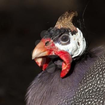 portrait of guinea fowl