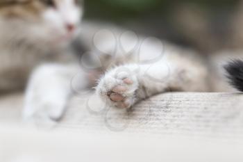 foot kitten. macro
