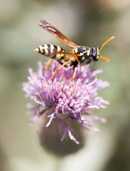 wasp on nature. macro