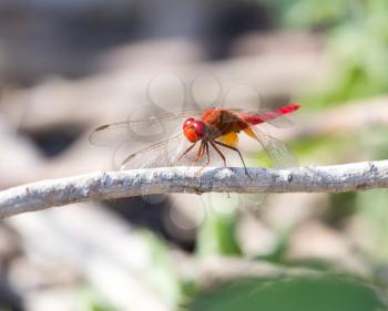 Red Dragonfly on nature. macro