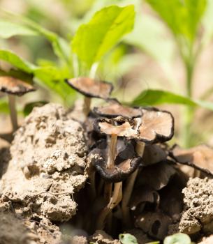 toadstool mushroom in nature