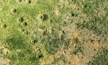 green algae on the metal under water