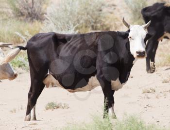cow in the sands of the steppe