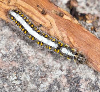caterpillar in nature. close-up