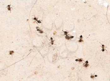 dead ants on the wall. close-up