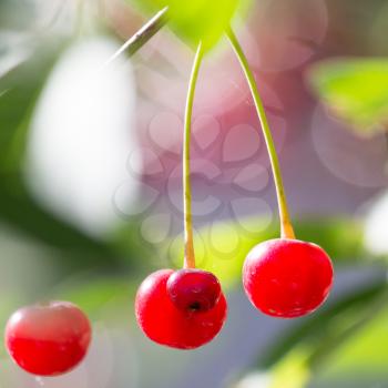 ripe cherry on the tree in nature