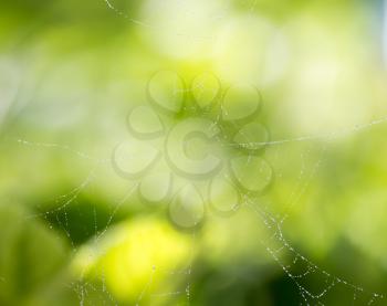 Spider on web covered by water drops, green background
