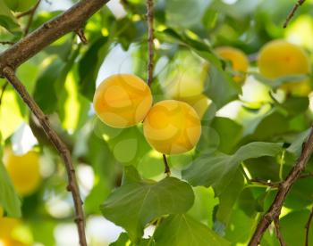 apricots on a tree branch