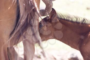 Cute brown foal drinking milk from his mother