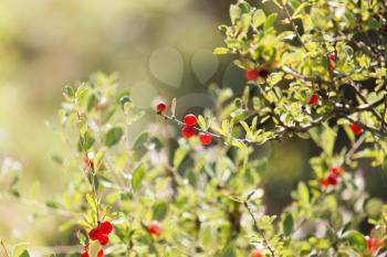 wild red berry on the nature