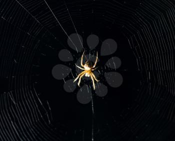 spider on the web at night