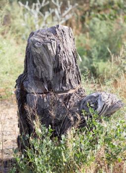 the stump of the tree in nature