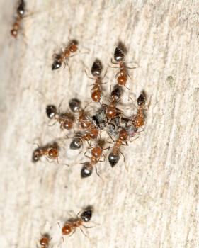 ants in nature. macro