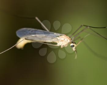 mosquito in nature. macro