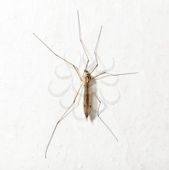 large mosquito. macro