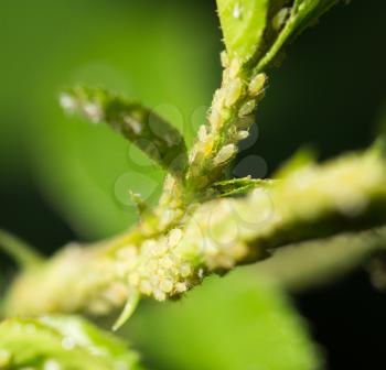 Aphids Under a Leaf