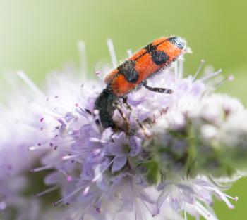 beetle nature. macro