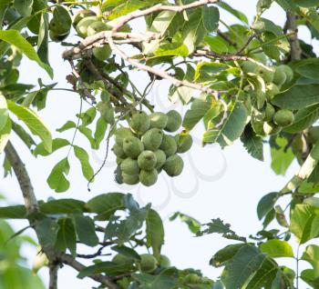 walnut on a tree branch