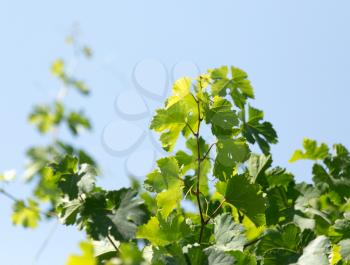 young leaves of the vineyard