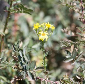 little yellow flowers on a large shrub