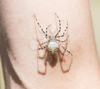 spider on human skin