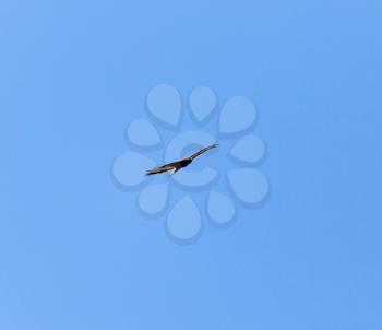 eagle in the blue sky