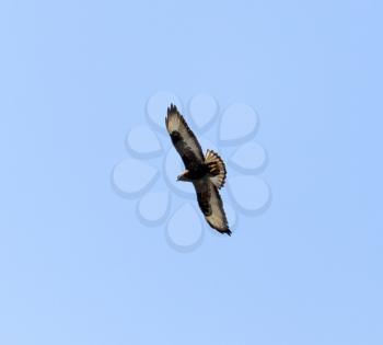 eagle in the blue sky