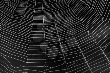 White spider's net isolated on a black background.