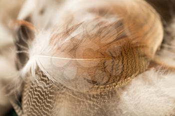 duck feathers as a background. macro
