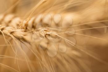 ear of wheat. macro