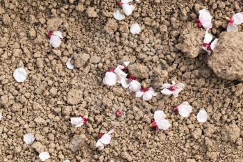 flower petals on the ground