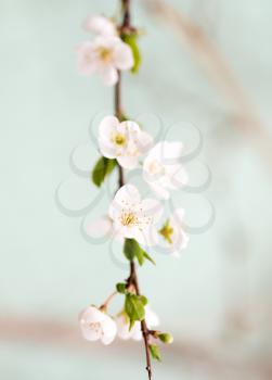 Beautiful flowers on a fruit-tree