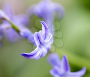 beautiful small blue flowers in nature. macro