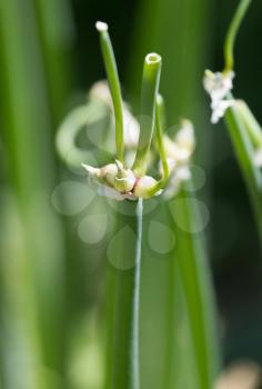 green onion seeds in nature