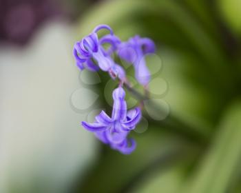 beautiful small blue flowers in nature. macro