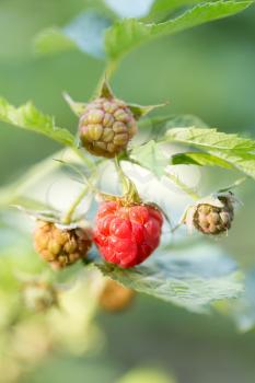 raspberry in nature. macro