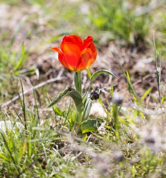 red tulip on the wild nature