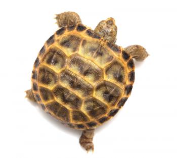 Turtle on a white background
