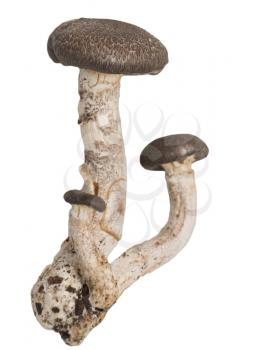 mushrooms. macro