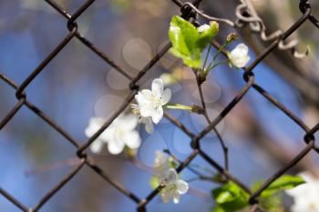 flowers in metal mesh fence