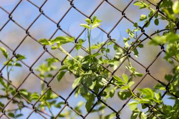 Steel wire mesh fence with trees.