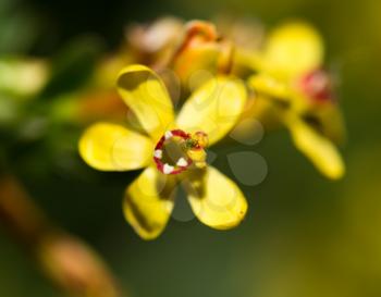 beautiful little yellow flowers in nature. macro