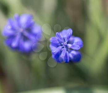 small blue flower on nature