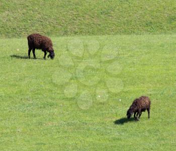 Sheep graze in a meadow