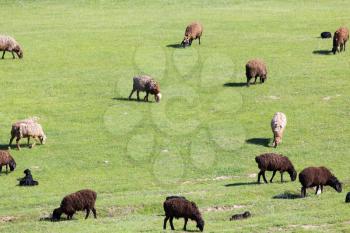 sheep in the pasture on the nature